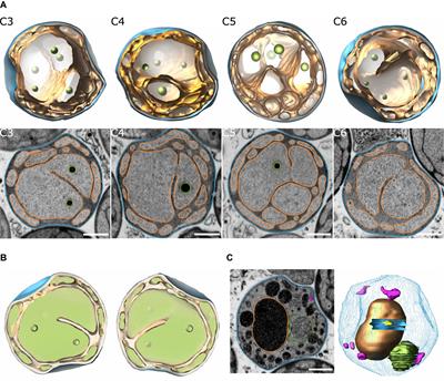 The Subcellular Proteome of a Planctomycetes Bacterium Shows That Newly Evolved Proteins Have Distinct Fractionation Patterns